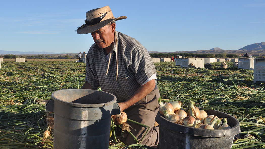 A farm worker harvesting onions.