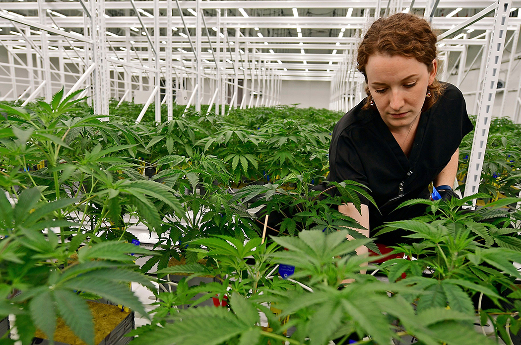 A medical marijuana cultivator sorts through the male and female plants.