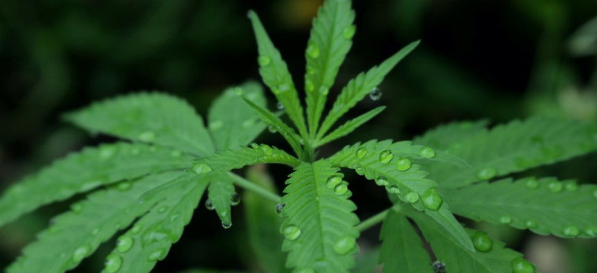 Native Americans in New York will likely begin marijuana sales before the end of the year.