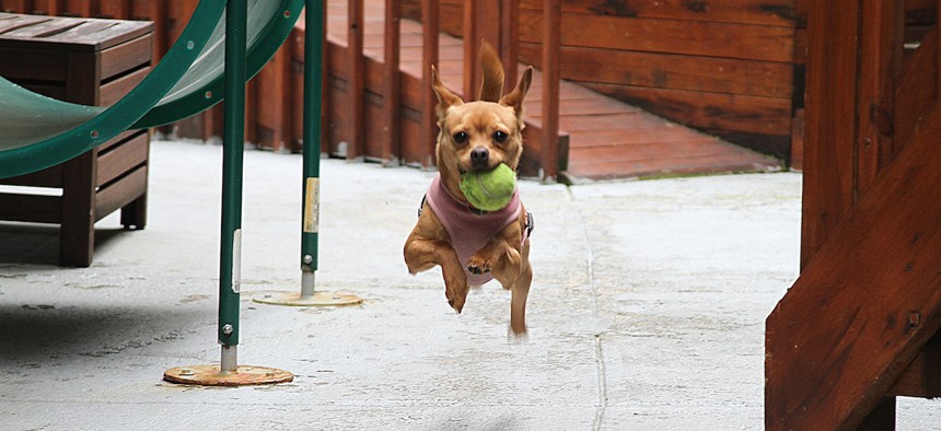 Coco skips along at the Urban Resource Institute’s People and Animals Living Safely program, which is now being offered in New York City’s first pet-friendly shelter for families experiencing homelessness.