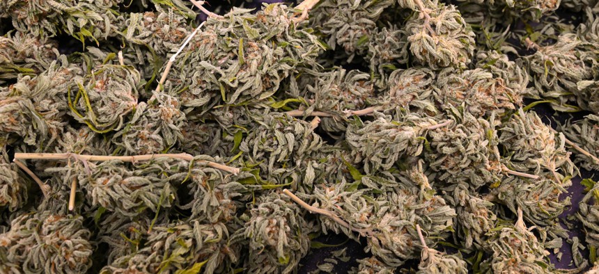 Cannabis flowers are seen in a container in a processing storage bin at Juniper Jill Cannabis Co. in Hoosick Falls on Nov. 14, 2024.