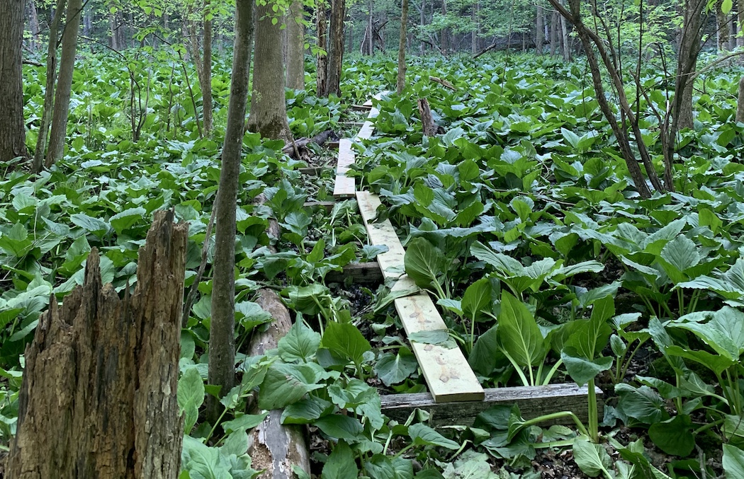 a trail that Mujica is building through his 30-acre estate in Columbia County a trail that Mujica is building through his 30-acre estate in Columbia County
