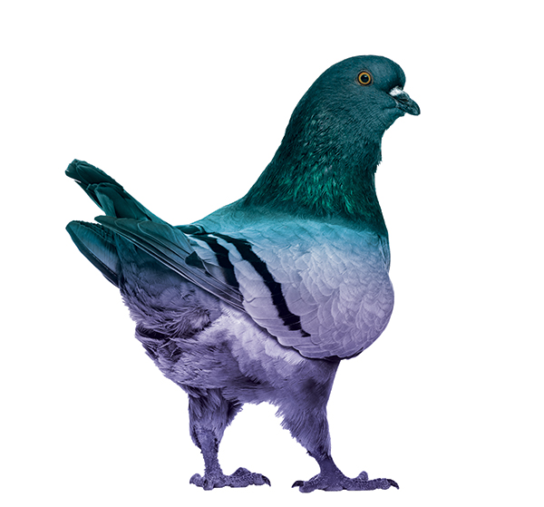 Pigeon